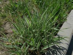 Phalaris arundinacea picta