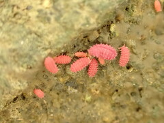 Bilobella braunerae
