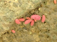 Bilobella braunerae