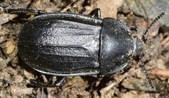 Silpha tyrolensis