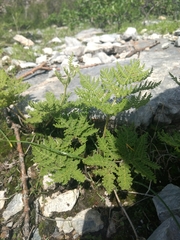 Cheilanthes leucopoda