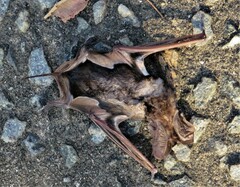 Otomops martiensseni