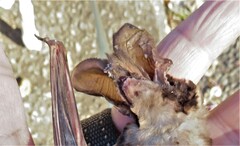 Otomops martiensseni