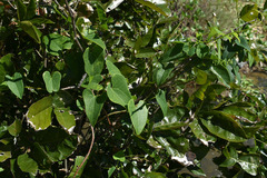 Tinospora smilacina