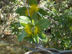 Xanthostemon eucalyptoides