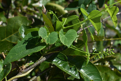 Tinospora smilacina