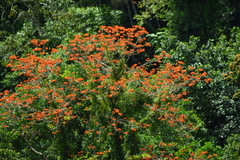 Erythrina poeppigiana