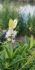 Pieris napi