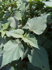 Cyclachaena xanthiifolia