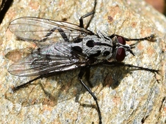 Eustalomyia hilaris