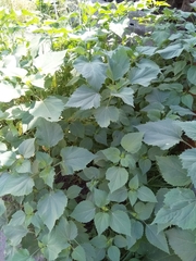 Cyclachaena xanthiifolia