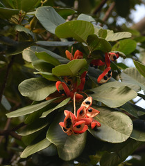 Sterculia shillinglawii