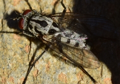 Eustalomyia hilaris