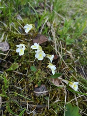 Pinguicula alpina