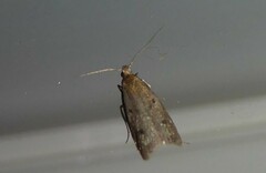 Phaeosaces apocrypta