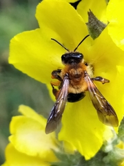 Andrena thoracica