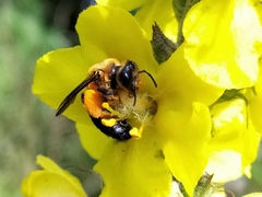 Andrena thoracica