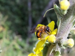 Andrena thoracica