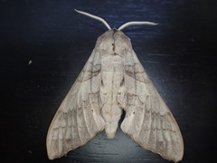 Marumba timora