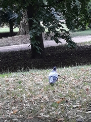 Columba livia domestica