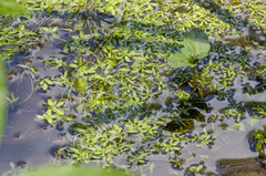 Callitriche cophocarpa