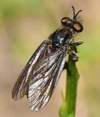 Holopogon chalcogaster