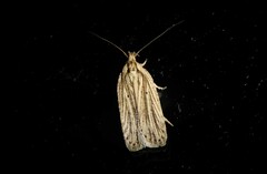 Agonopterix umbellana