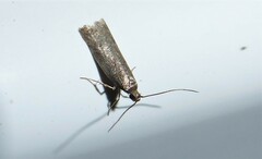 Phaeosaces apocrypta