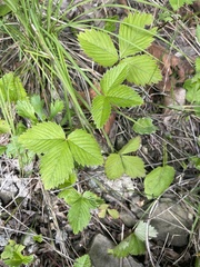 Fragaria orientalis