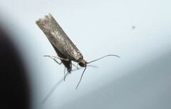 Phaeosaces apocrypta