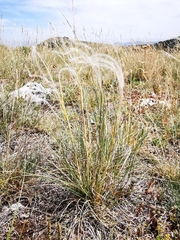 Stipa dasyvaginata