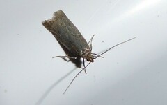 Phaeosaces apocrypta