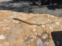 Chalcides guentheri