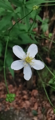 Ranunculus platanifolius