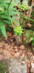 Ranunculus platanifolius