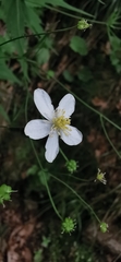 Ranunculus platanifolius
