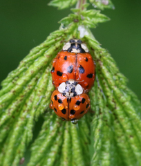 Harmonia axyridis