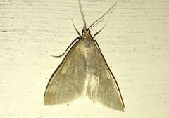 Udea accolalis
