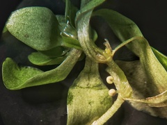 Callitriche cophocarpa