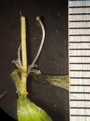 Callitriche cophocarpa