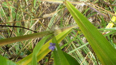 Paspalum paniculatum