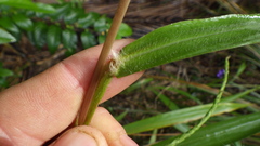 Paspalum paniculatum
