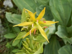 Gentiana lutea lutea