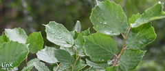 Corylus heterophylla
