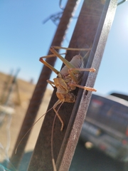 Platystolus martinezii