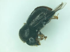 Anisandrus dispar
