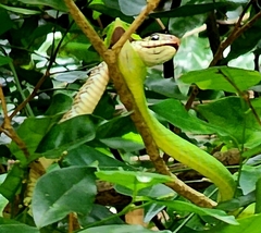 Ahaetulla malabarica