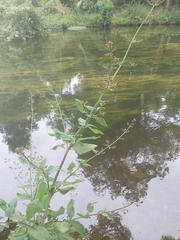 Scrophularia auriculata