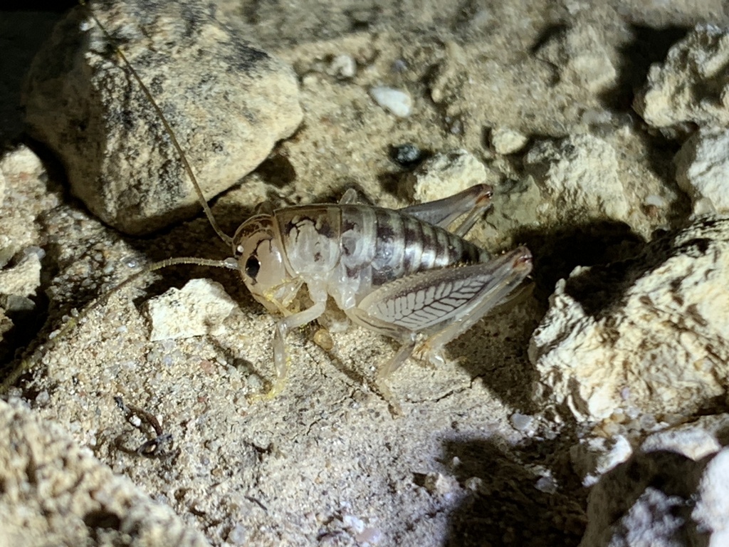 Cnemotettix spinulus