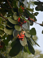 Sterculia shillinglawii